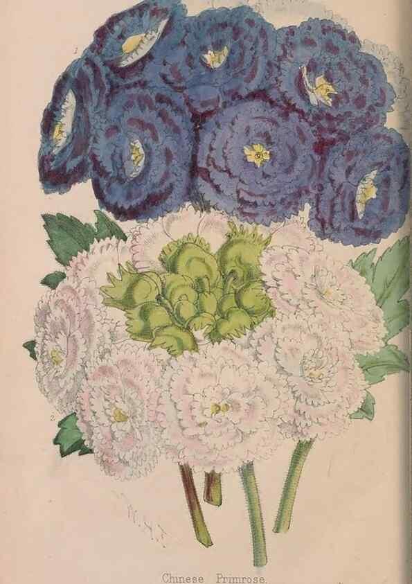 Reproducción/Reproduction 48642781592: The florist and pomologist.. London :""Journal of Horticulture"" Office,1863-1879.. 