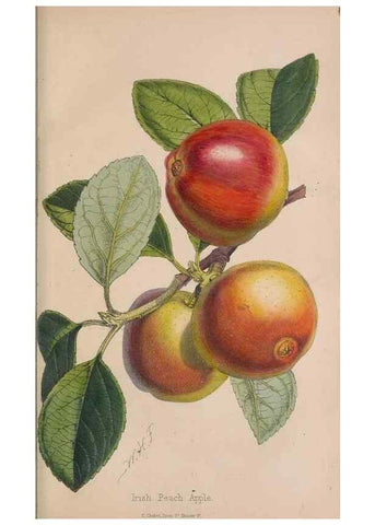 Reproducción/Reproduction 48642637841: The florist and pomologist.. London :""Journal of Horticulture"" Office,1863-1879.. 