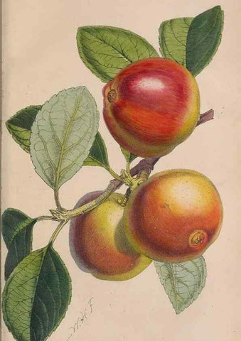 Reproducción/Reproduction 48642637841: The florist and pomologist.. London :""Journal of Horticulture"" Office,1863-1879.. 