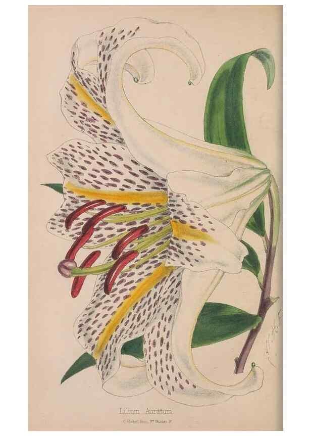 Reproducción/Reproduction 48642782382: The florist and pomologist.. London :""Journal of Horticulture"" Office,1863-1879.. 