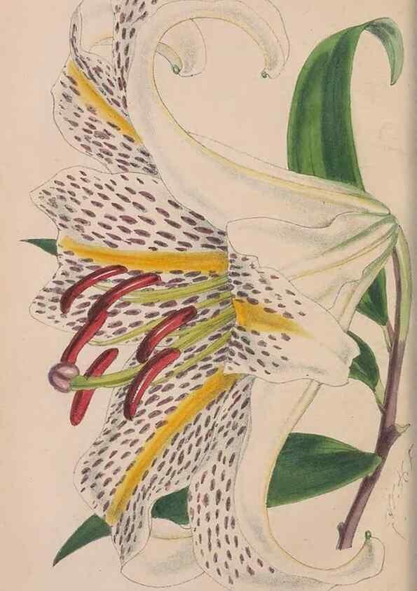 Reproducción/Reproduction 48642782382: The florist and pomologist.. London :""Journal of Horticulture"" Office,1863-1879.. 