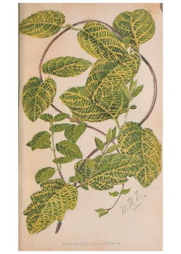 Reproducción/Reproduction 48642638741: The florist and pomologist.. London :""Journal of Horticulture"" Office,1863-1879.. 