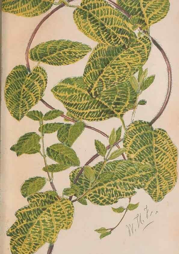 Reproducción/Reproduction 48642638741: The florist and pomologist.. London :""Journal of Horticulture"" Office,1863-1879.. 