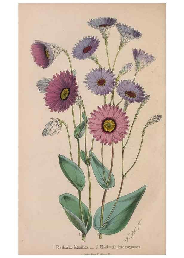 Reproducción/Reproduction 48642286753: The florist and pomologist.. London :""Journal of Horticulture"" Office,1863-1879.. 