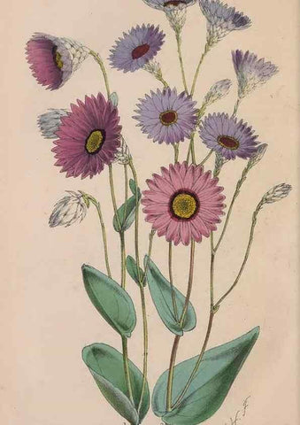 Reproducción/Reproduction 48642286753: The florist and pomologist.. London :""Journal of Horticulture"" Office,1863-1879.. 