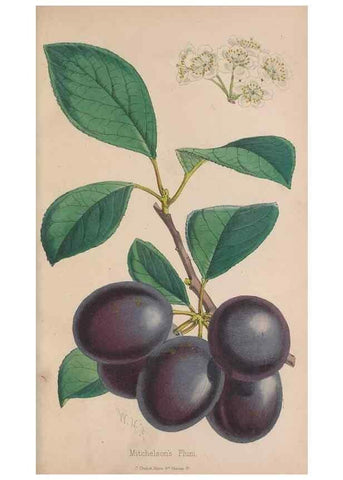 Reproducción/Reproduction 48642287353: The florist and pomologist.. London :""Journal of Horticulture"" Office,1863-1879.. 