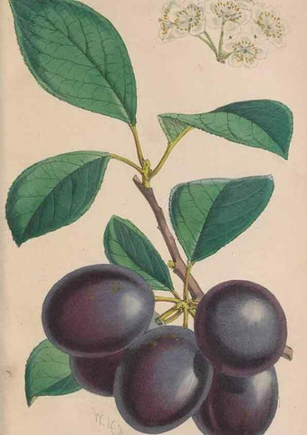 Reproducción/Reproduction 48642287353: The florist and pomologist.. London :""Journal of Horticulture"" Office,1863-1879.. 