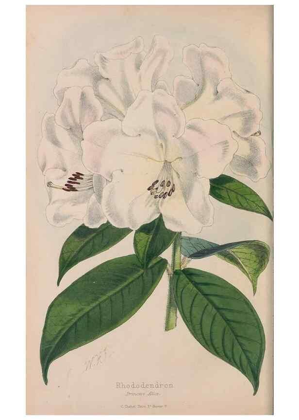 Reproducción/Reproduction 48642784182: The florist and pomologist.. London :""Journal of Horticulture"" Office,1863-1879.. 