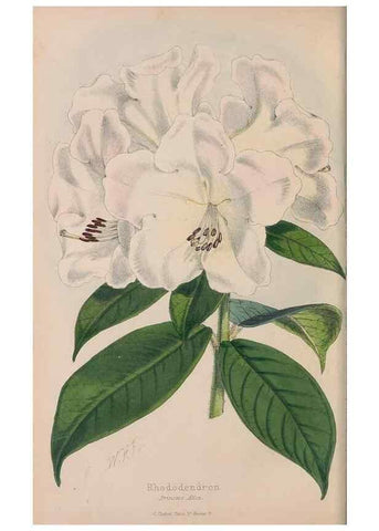 Reproducción/Reproduction 48642784182: The florist and pomologist.. London :""Journal of Horticulture"" Office,1863-1879.. 