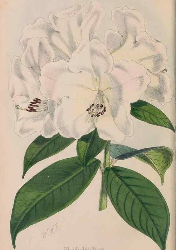 Reproducción/Reproduction 48642784182: The florist and pomologist.. London :""Journal of Horticulture"" Office,1863-1879.. 