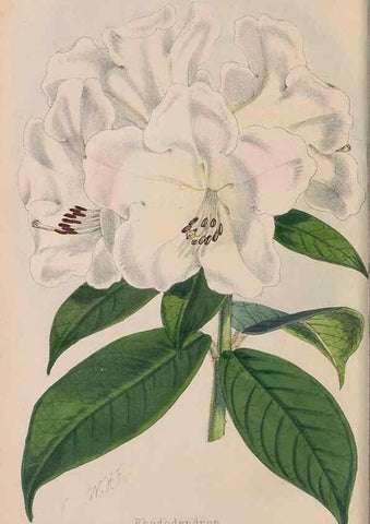 Reproducción/Reproduction 48642784182: The florist and pomologist.. London :""Journal of Horticulture"" Office,1863-1879.. 