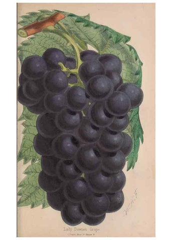 Reproducción/Reproduction 48642288233: The florist and pomologist.. London :""Journal of Horticulture"" Office,1863-1879.. 