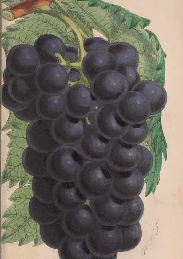 Reproducción/Reproduction 48642288233: The florist and pomologist.. London :""Journal of Horticulture"" Office,1863-1879.. 