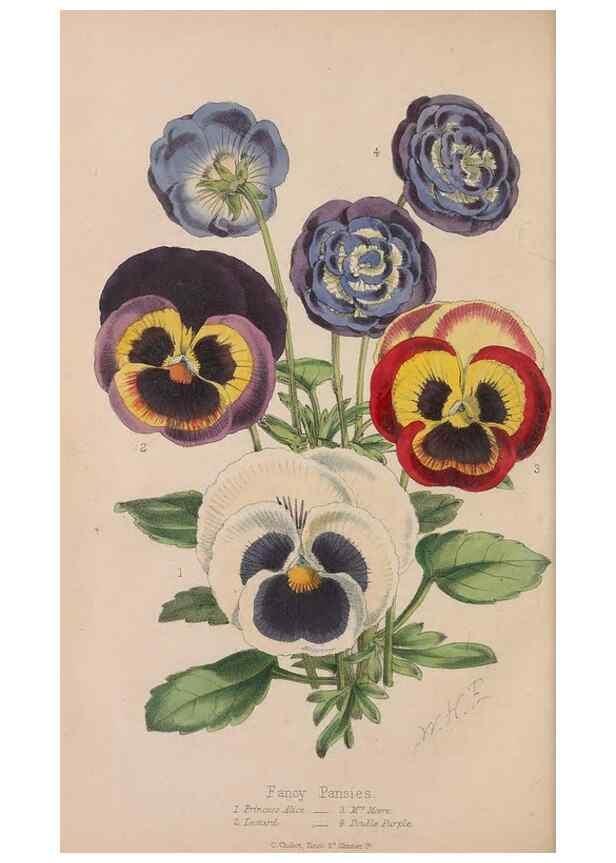 Reproducción/Reproduction 48642784942: The florist and pomologist.. London :""Journal of Horticulture"" Office,1863-1879.. 