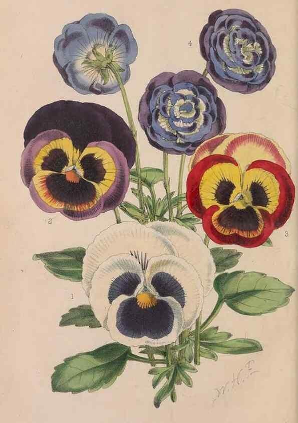 Reproducción/Reproduction 48642784942: The florist and pomologist.. London :""Journal of Horticulture"" Office,1863-1879.. 
