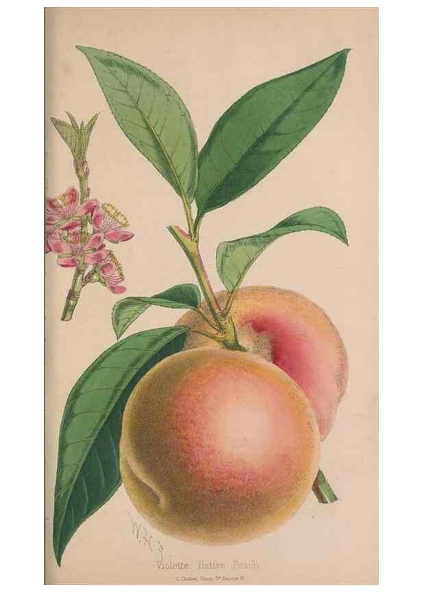 Reproducción/Reproduction 48642289113: The florist and pomologist.. London :""Journal of Horticulture"" Office,1863-1879.. 
