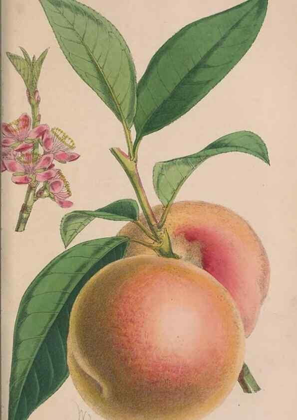 Reproducción/Reproduction 48642289113: The florist and pomologist.. London :""Journal of Horticulture"" Office,1863-1879.. 