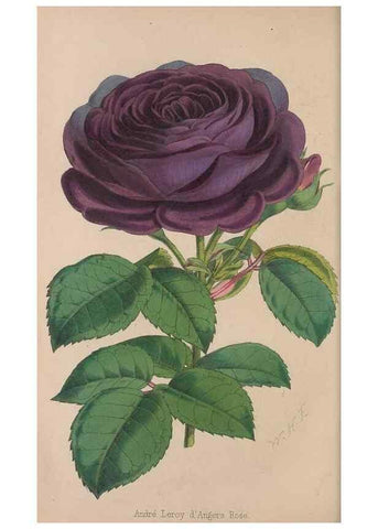 Reproducción/Reproduction 48642785837: The florist and pomologist.. London :""Journal of Horticulture"" Office,1863-1879.. 