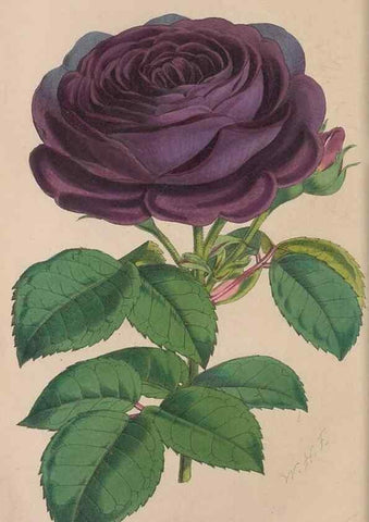 Reproducción/Reproduction 48642785837: The florist and pomologist.. London :""Journal of Horticulture"" Office,1863-1879.. 