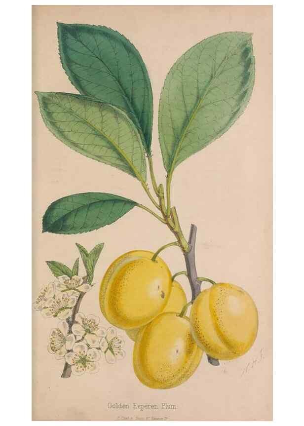 Reproducción/Reproduction 48642289898: The florist and pomologist.. London :""Journal of Horticulture"" Office,1863-1879.. 