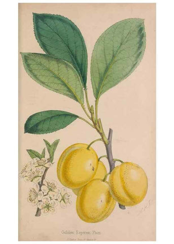 Reproducción/Reproduction 48642289898: The florist and pomologist.. London :""Journal of Horticulture"" Office,1863-1879.. 