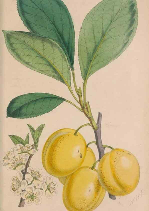 Reproducción/Reproduction 48642289898: The florist and pomologist.. London :""Journal of Horticulture"" Office,1863-1879.. 