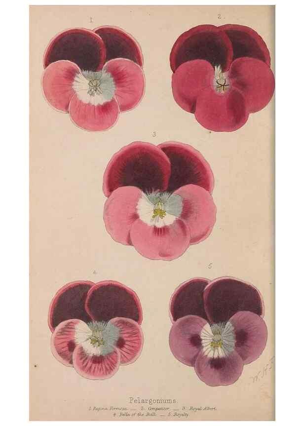 Reproducción/Reproduction 48642290178: The florist and pomologist.. London :""Journal of Horticulture"" Office,1863-1879.. 