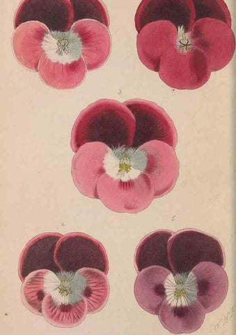 Reproducción/Reproduction 48642290178: The florist and pomologist.. London :""Journal of Horticulture"" Office,1863-1879.. 