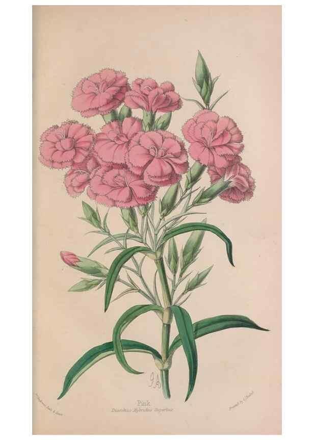 Reproducción/Reproduction 48642636536: The florist and pomologist.. London :""Journal of Horticulture"" Office,1863-1879.. 