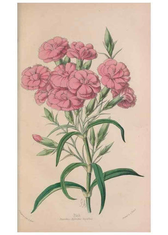 Reproducción/Reproduction 48642636536: The florist and pomologist.. London :""Journal of Horticulture"" Office,1863-1879.. 