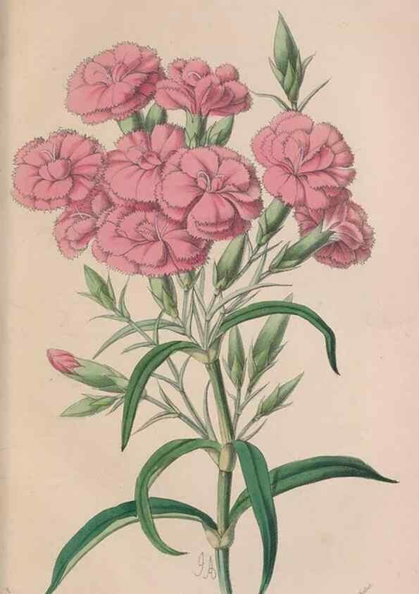Reproducción/Reproduction 48642636536: The florist and pomologist.. London :""Journal of Horticulture"" Office,1863-1879.. 
