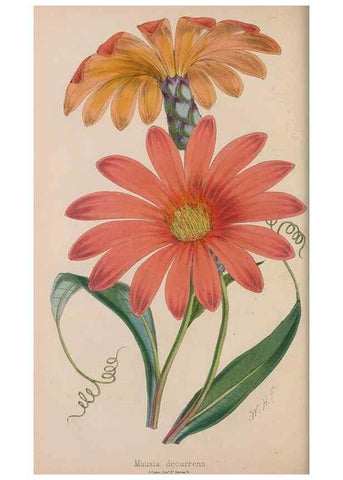 Reproducción/Reproduction 48642283703: The florist and pomologist.. London :""Journal of Horticulture"" Office,1863-1879.. 