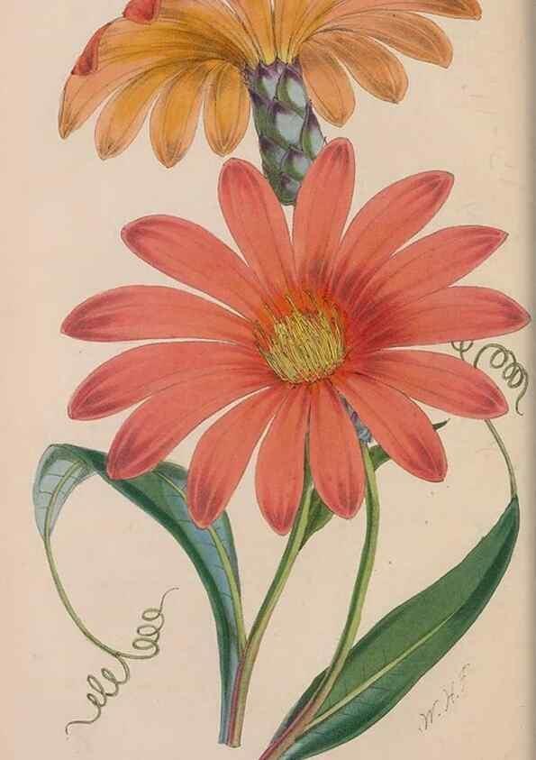 Reproducción/Reproduction 48642283703: The florist and pomologist.. London :""Journal of Horticulture"" Office,1863-1879.. 