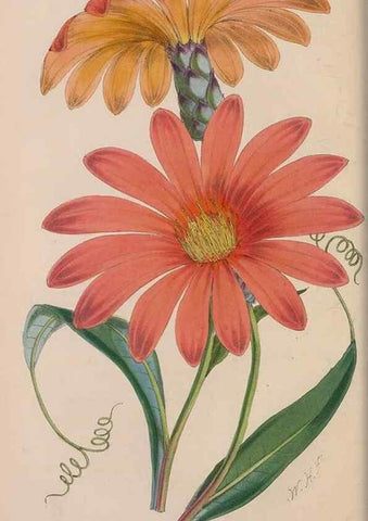 Reproducción/Reproduction 48642283703: The florist and pomologist.. London :""Journal of Horticulture"" Office,1863-1879.. 