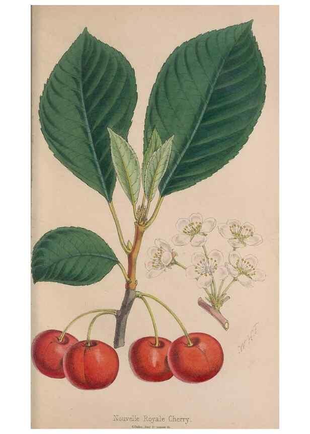 Reproducción/Reproduction 48642635541: The florist and pomologist.. London :""Journal of Horticulture"" Office,1863-1879.. 