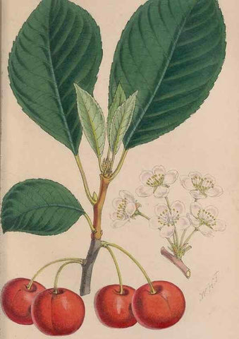 Reproducción/Reproduction 48642635541: The florist and pomologist.. London :""Journal of Horticulture"" Office,1863-1879.. 