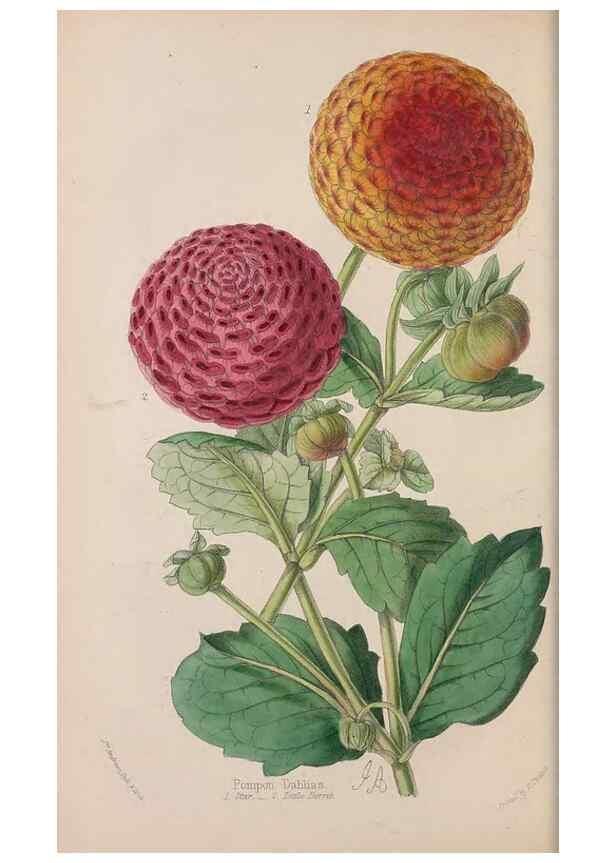 Reproducción/Reproduction 48642282953: The florist and pomologist.. London :""Journal of Horticulture"" Office,1863-1879.. 