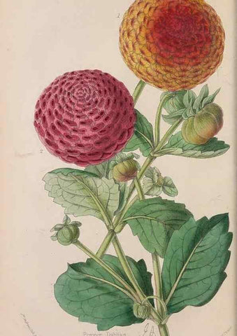 Reproducción/Reproduction 48642282953: The florist and pomologist.. London :""Journal of Horticulture"" Office,1863-1879.. 