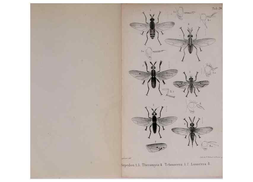 Reproducción/Reproduction 48641487863: Diptères exotiques nouveaux ou peu connus. Paris :Roret,1838-[43]. 