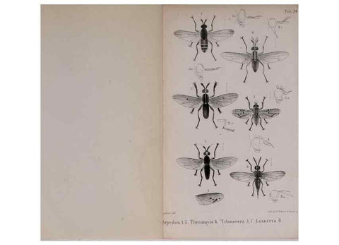 Reproducción/Reproduction 48641487863: Diptères exotiques nouveaux ou peu connus. Paris :Roret,1838-[43]. 