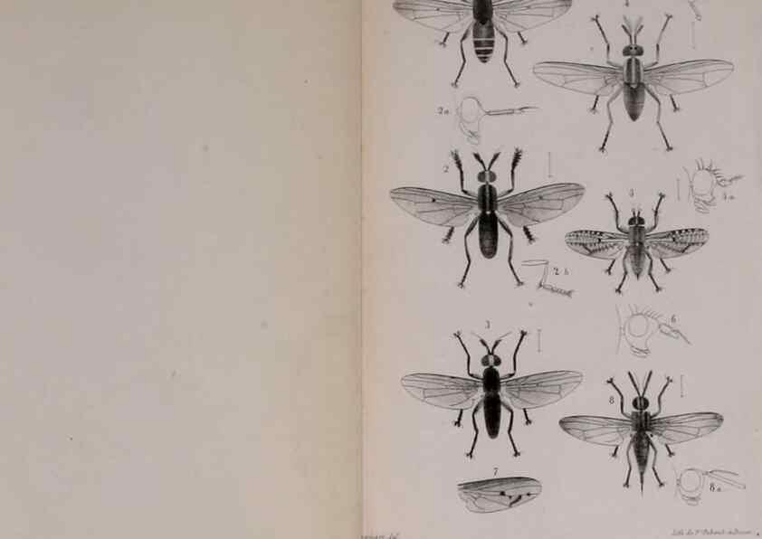 Reproducción/Reproduction 48641487863: Diptères exotiques nouveaux ou peu connus. Paris :Roret,1838-[43]. 