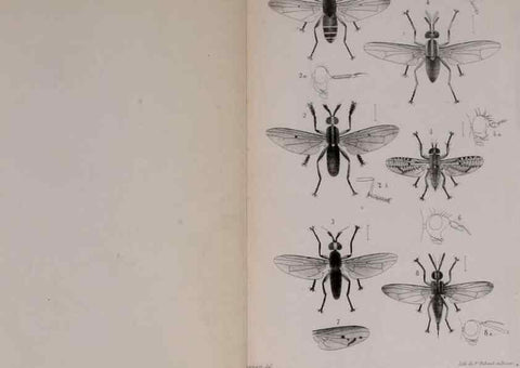 Reproducción/Reproduction 48641487863: Diptères exotiques nouveaux ou peu connus. Paris :Roret,1838-[43]. 