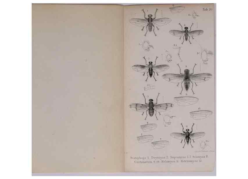 Reproducción/Reproduction 48641983097: Diptères exotiques nouveaux ou peu connus. Paris :Roret,1838-[43]. 