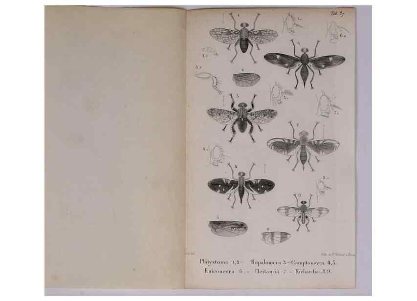 Reproducción/Reproduction 48641983582: Diptères exotiques nouveaux ou peu connus. Paris :Roret,1838-[43]. 