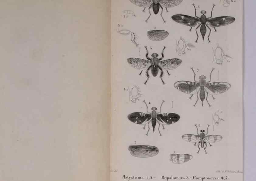 Reproducción/Reproduction 48641983582: Diptères exotiques nouveaux ou peu connus. Paris :Roret,1838-[43]. 