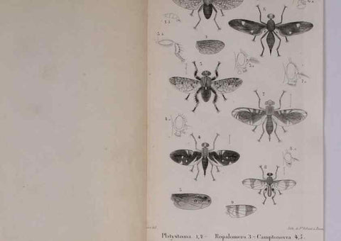 Reproducción/Reproduction 48641983582: Diptères exotiques nouveaux ou peu connus. Paris :Roret,1838-[43]. 