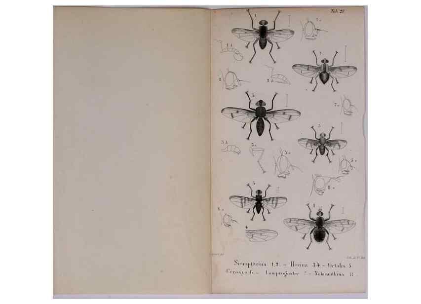 Reproducción/Reproduction 48641840876: Diptères exotiques nouveaux ou peu connus. Paris :Roret,1838-[43]. 