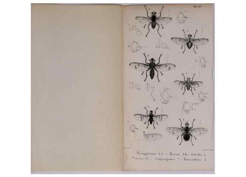 Reproducción/Reproduction 48641840876: Diptères exotiques nouveaux ou peu connus. Paris :Roret,1838-[43]. 