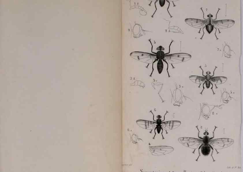 Reproducción/Reproduction 48641840876: Diptères exotiques nouveaux ou peu connus. Paris :Roret,1838-[43]. 