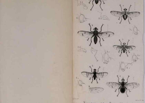 Reproducción/Reproduction 48641840876: Diptères exotiques nouveaux ou peu connus. Paris :Roret,1838-[43]. 